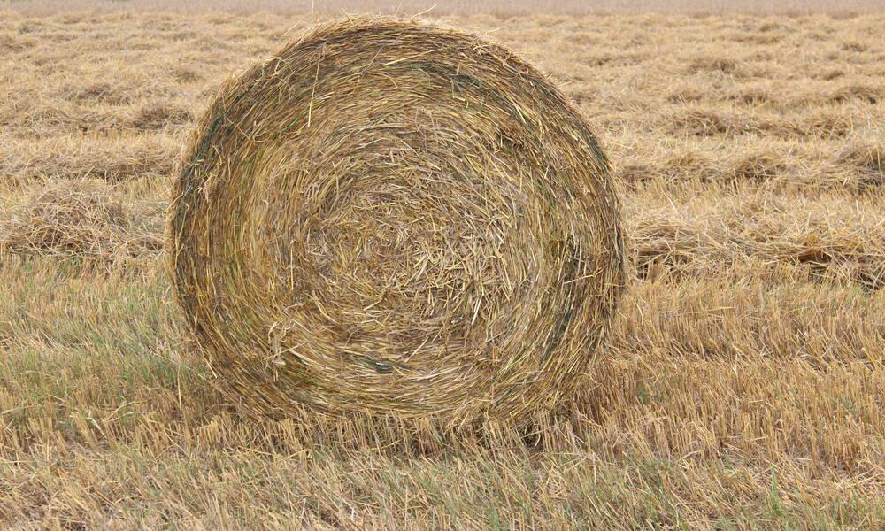 Olkipaali ohrapellolla. MTK aineistopankki.